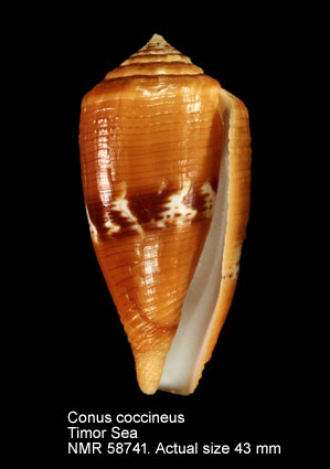 Conus coccineus (3).jpg - Conus coccineusGmelin,1791 